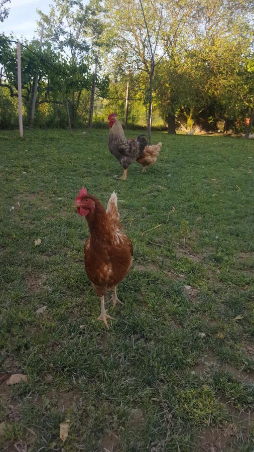 Agriturismo La Ginestrella Civitella D'Arna ภายนอก รูปภาพ